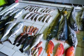 Rybí trh v Malé